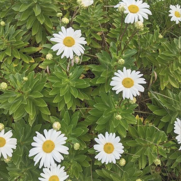 Meet your Posher, Allison - Picture 1 of 1